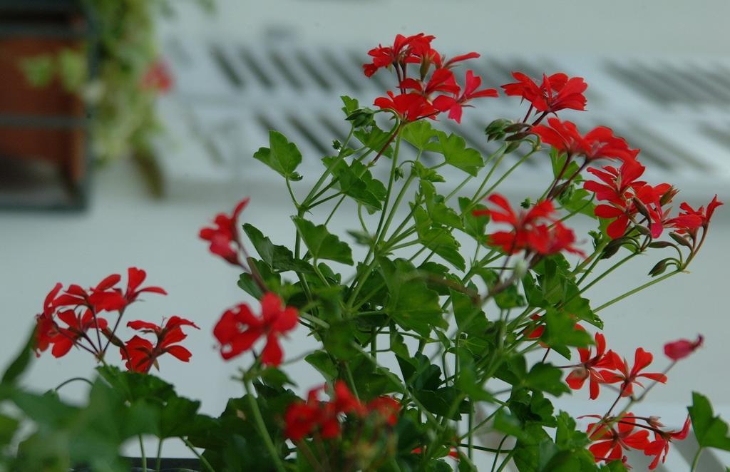 Appartement Le Jardin Lingolsheim Rum bild