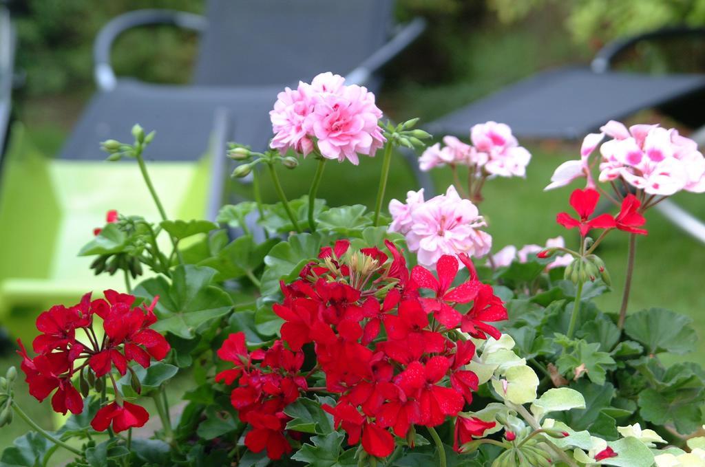 Appartement Le Jardin Lingolsheim Rum bild